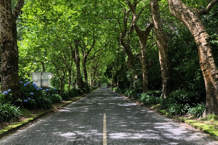 Tree-lined cobblestone road with sunlight filtering through green leaves.