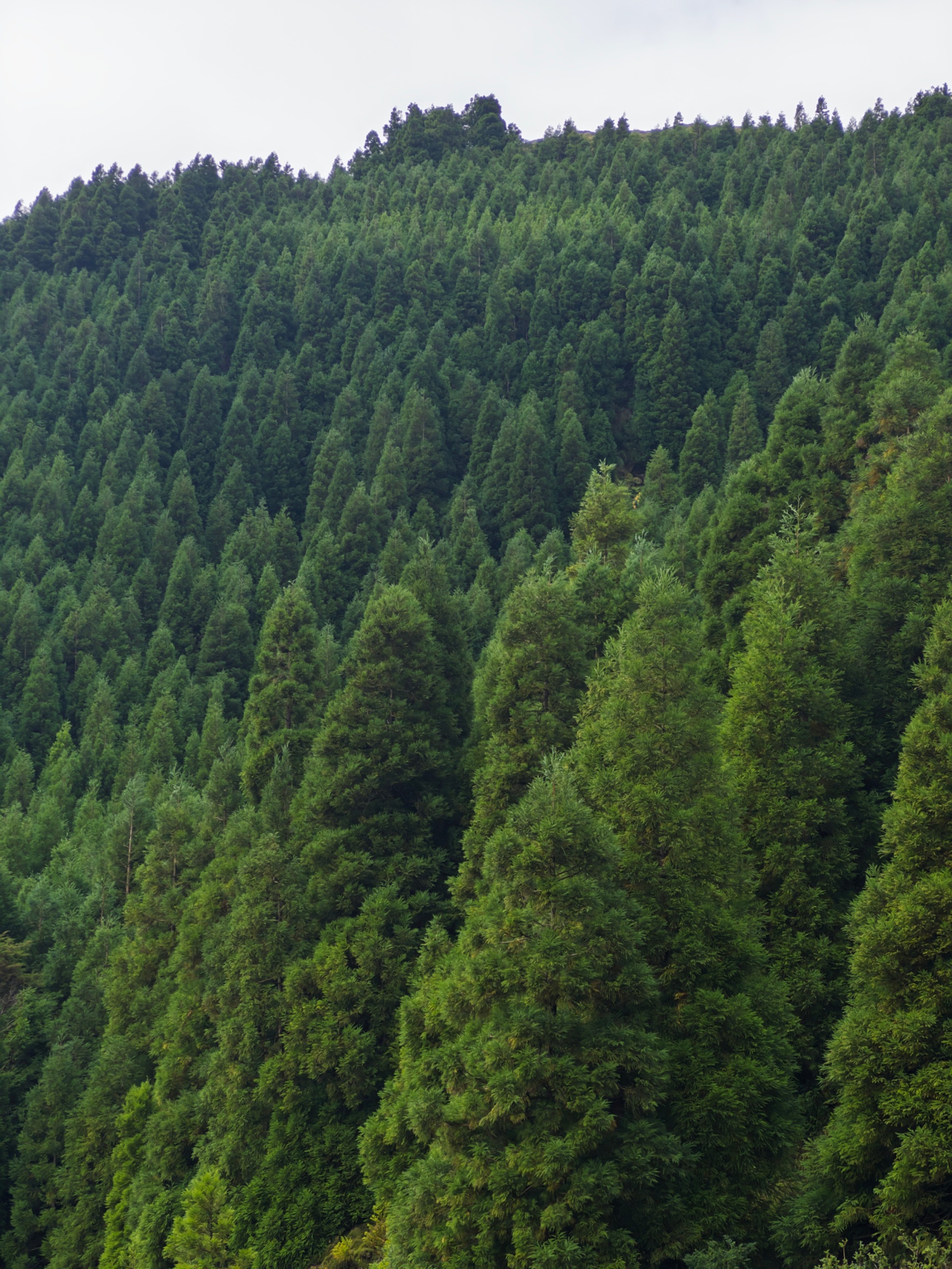 Dense forest of tall green conifer trees covering a hillside under overcast sky.