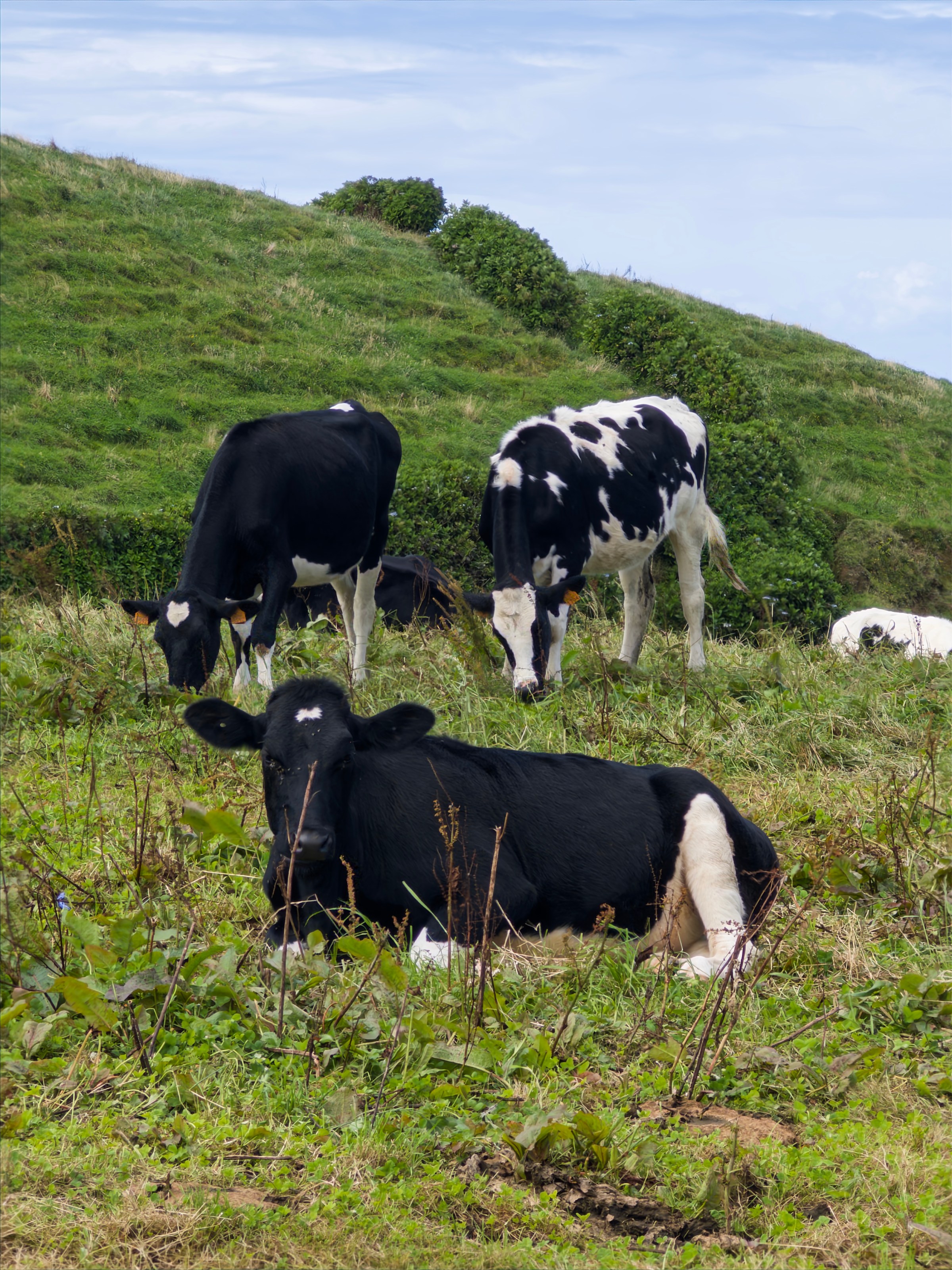 Three black and white cows grazing on a grassy hillside under a blue sky.